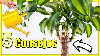 🌴5 CONSEJOS Infalibles para CUIDAR tu PALO de Brasil / #Jard&iacute;nderanas #PalodeBrasil #cuidado