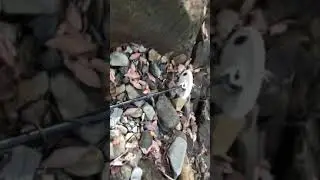 Finding gold by eye, northern nsw