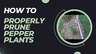 Pruning Pepper Plants: Increase Yields and Leaf Growth