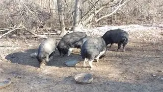 Whispering Rise Farm & Animal Sanctuary