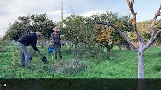PORTUGAL HOMESTEADING DIARIES: Rescuing and Transplanting Fruit Trees