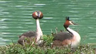 Svasso maggiore (Podiceps cristatus) -accoppiamento-