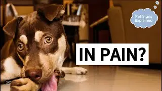 Your Dog May Be in Pain and You Don&rsquo;t Know It