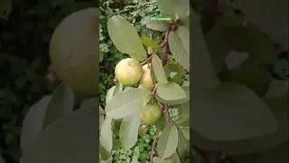 Padmashri #guava #fruit #white guava #country Verity #agriculture #spk