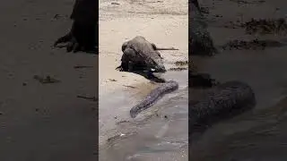 Komodo dragon vs moray eel