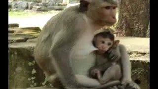 Loni Monkey And Spring Monkey,February22,2022..MR235