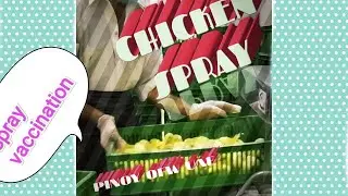 CHICKEN SPRAY VACCINATION...Ganito sila mg spray ng sisiw..