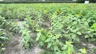 Happy Saturday, Sunflower Field Update 7/12/25