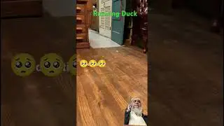 #wildlifebird #duck Running