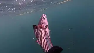 Sydney Eastern Suburbs Spearfishing - Bonito Tataki - Oct 2025