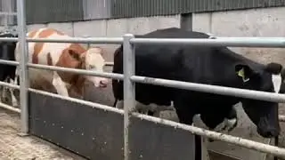 Foot bath for Cows