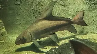 エンツユイ,イェンツーユイ　Chinese sucker,Chinese,High Fin Banded 　Myxocyprinus asiaticus