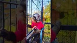 Miluś & Tysia 💙❤️ #monkey #babymonkey #animals #zwierzaki #cute #capuchin #funny #love#love