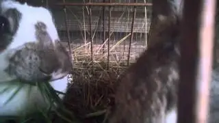 Kunići i svježa hrana :)