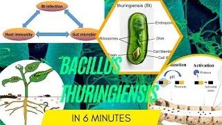 bacillus microbiology lecture ||.Bacillus thuringiensis ||Easy Microbiology