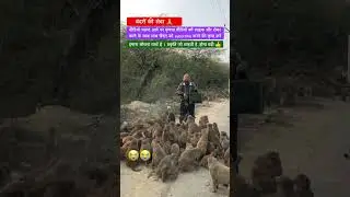 बंदरों की सेवा l bandar l langur l wild life l Rani monkey l jungli janwar l monkey l