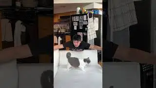 do cats always land on their feet? #catvideos #cutecats #funnycats