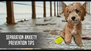 Puppy Training: Separation Anxiety Prevention Tips for Puppies