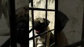 MY PUG DOG CHERRY IS CRYING FOR FUN.