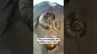 The scariest fossil.#fossilhunt #prehistoricfinds #ancientbones #dinosaurdig #stoneagehunter#viral