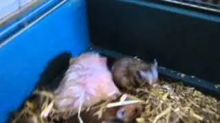 pret met aubiose