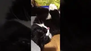Сгущенка и кот