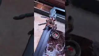 ⚠️ Old World Tarantula Escaping Confinement ⚠️ #shorts