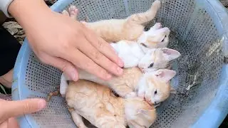 Helpless Kittens Found in Freezing River, Rescued Just in Time