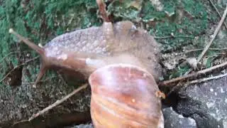 Action and recover Snails with best views Communicate During Mating.#snail #snaillife
