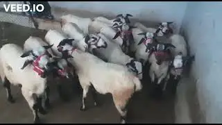 Original NELLORE JUDIPI SHEEPS - 9342808669 - GOPI YADAV SHEEP FARM in INDIA