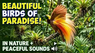 Beautiful, high-quality videos of Amazing Colorful Birds in their natural habitats