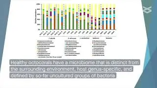 New metagenomic insights into the octocoral microbiome