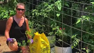 Easiest Way To Grow Heirloom Tomatoes