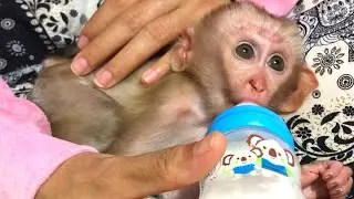 Baby Bella hungry milk so much, Mum feeding milk to baby Bella