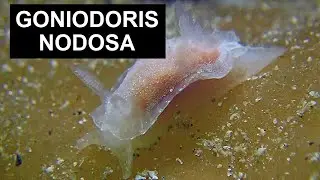 GONIODORIS NODOSA / Sea life in Ireland
