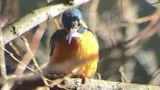 善福寺公園　カワセミ