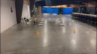 Electra, AKC Scentwork (Nosework); Master Buried Q1