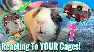 Reacting To My Subscribers Guinea Pig Cages!