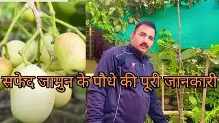 White Jamun plant || Complete information about the white jamun plant! How to care for the white ...
