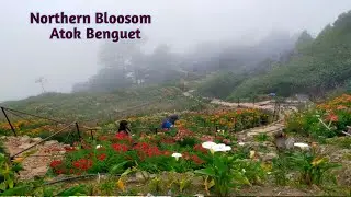 Batac City To Northern Bloosom Atok Benguet Solo ride With Euro Model T150efi