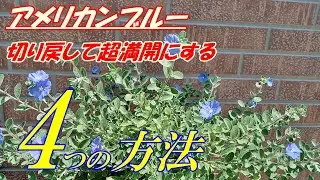 【花】アメリカンブルーの育て方・切り戻し