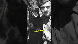World War II: The Unsung Animal Heroes