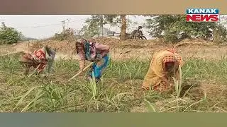 No Supply of Raw Materials: Asika Sugar Mill in Crisis Again | Details