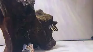 Datnioides Sumatra Tiger Fish AA grade