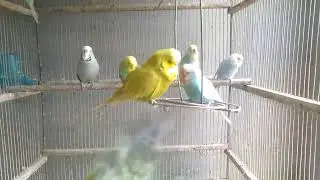 😆 Funny Adorable Budgie Moments You Can&rsquo;t Resist #fyp #funnyanimals #budgie #petbird #viral