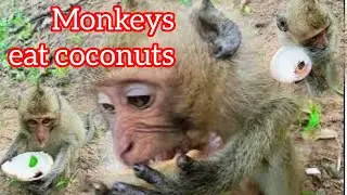 Monkeys eat coconuts