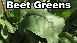 Beet Greens: How to Pick, Wash, Prepare, & Cook (Garden to Table)