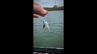 The Bobby Garland Head Turn&rsquo;R is a killer way to imitate small pods of shad