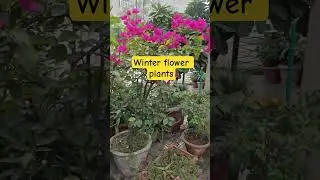 10 best Indian winter flower 🌺#dilsesuman7 #home garden#flower#plants#nature#ytshort #viral