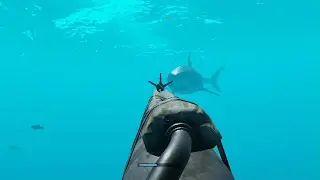 Stranded Deep Megalodon